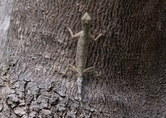 Draco timoriensis