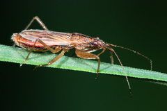 Nabis rugosus