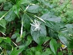 Jasminum ritchiei