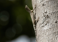 Draco timoriensis