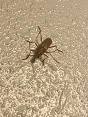 Centrodera