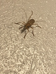 Centrodera
