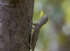 Draco timoriensis