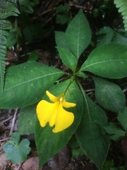 Impatiens oncidioides
