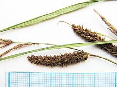 Carex schmidtii