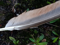 Phaps elegans