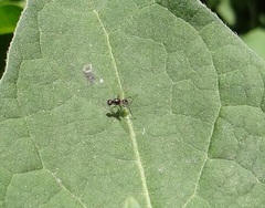 Diptera