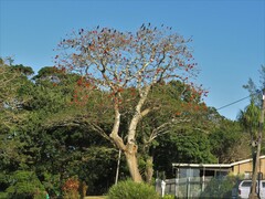 Erythrina lysistemon