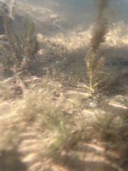 Eleocharis parvula