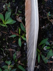 Phaps elegans