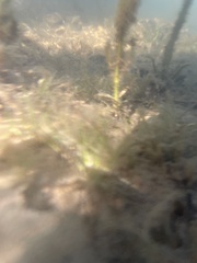 Eleocharis parvula