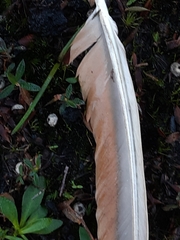 Phaps elegans