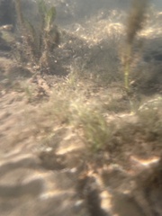 Eleocharis parvula