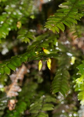 Cyathophorum bulbosum