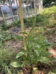 Rumex japonicus