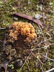 Ramaria capitata ochraceosalmonicolor