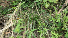 Liriope graminifolia