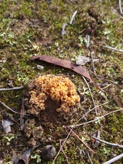 Ramaria capitata ochraceosalmonicolor