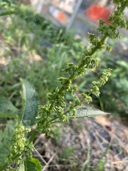 Rumex japonicus