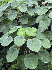 Homalanthus fastuosus