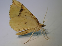 Eulithis mellinata