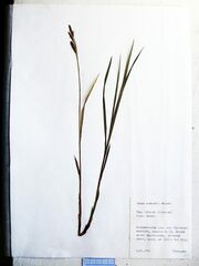 Carex schmidtii