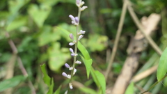 Liriope graminifolia