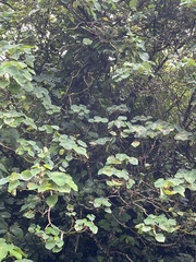 Homalanthus fastuosus