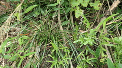 Liriope graminifolia