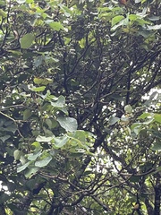 Homalanthus fastuosus