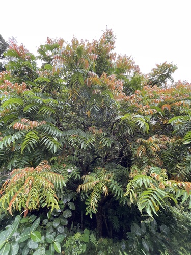 Pometia pinnata