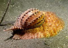 Harpa articularis