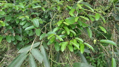 Cryptolepis sinensis