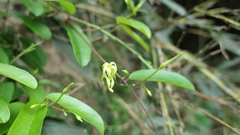 Cryptolepis sinensis