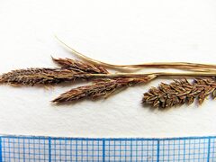 Carex schmidtii