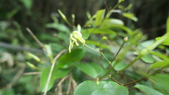 Cryptolepis sinensis