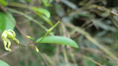 Cryptolepis sinensis