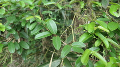 Cryptolepis sinensis