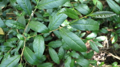 Camellia sinensis assamica