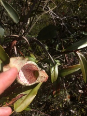 Nepenthes