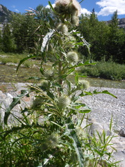 Cirsium hookerianum