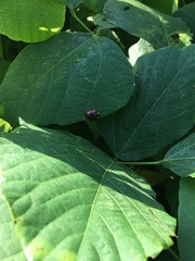 Aiolocaria hexaspilota