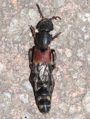 Platydracus stercorarius