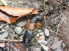 Staphylinus dimidiaticornis