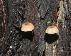 Entoloma readiae