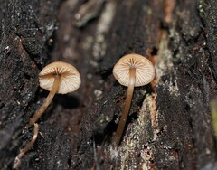 Entoloma readiae
