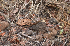 Pseudalsophis biserialis eibli