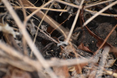 Pseudalsophis biserialis eibli