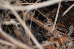 Pseudalsophis biserialis eibli