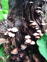 Psathyrella echinata